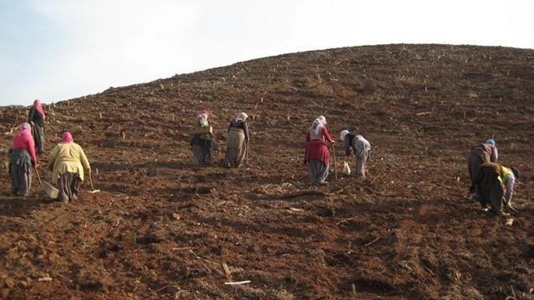 Adana Orman Bölge Müdürlüğü 3.5 Milyon Fidanı Toprakla Buluşturdu