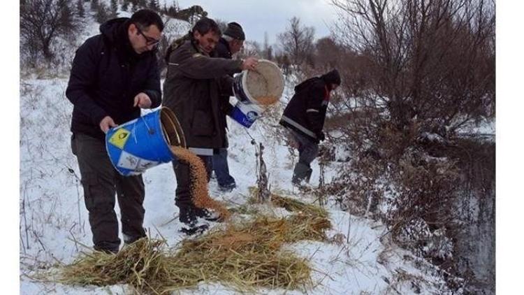 Kar Yağışı Sonrası Bilecik İlinde Doğadaki Hayvanlar Unutulmadı