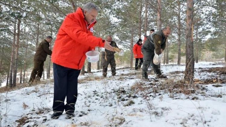 Vali Kahraman, Sokak Ve Yaban Hayvanları İçin Doğaya Yem Bıraktı