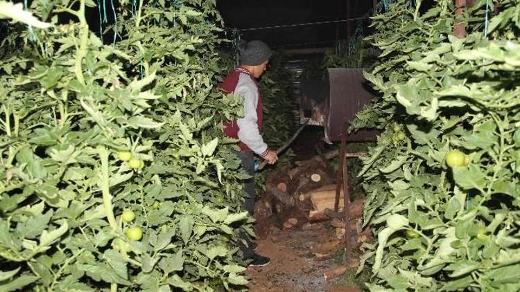 Fethiye’de Domates Üreticisinden Don Nöbeti