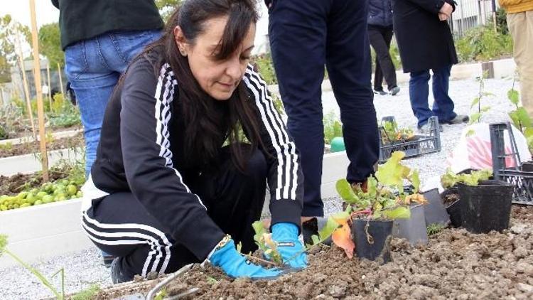 Sebze Yetiştiriciliğinde Yeni Dönem Şubat’ta Başlıyor