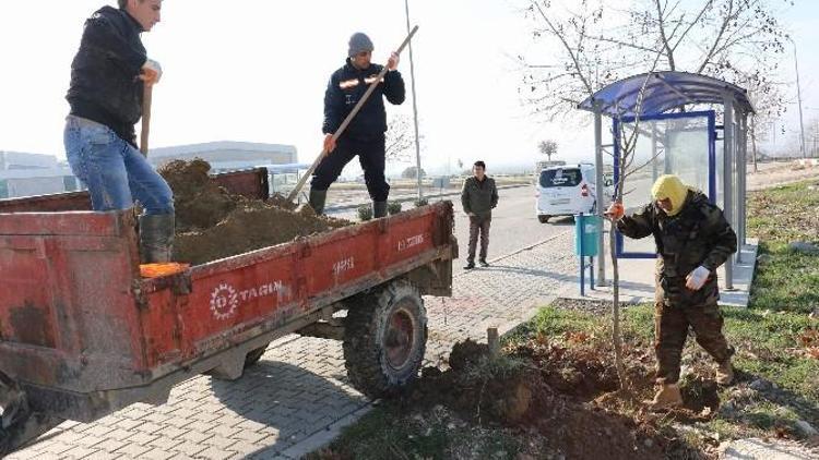 Yunusemre’de 2023 Çınar Toprakla Buluştu