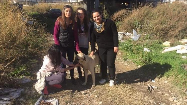 Silifke’de Sokak Hayvanlarına Öğrenciler Sahip Çıktı