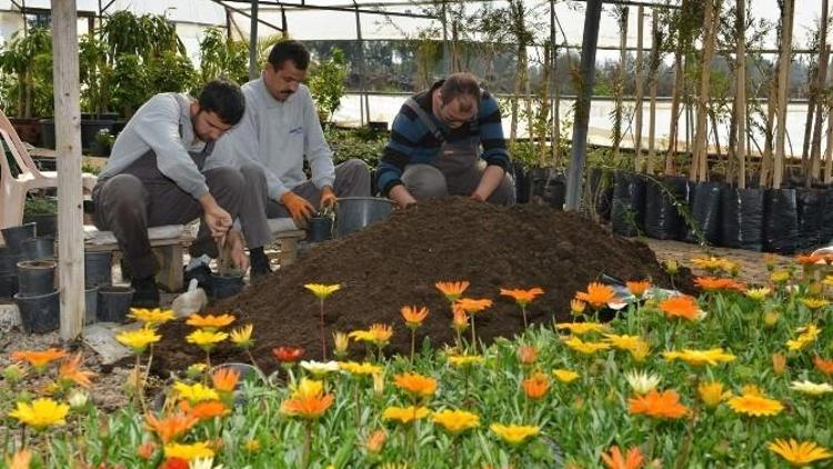 Konyaaltı Belediyesi, Sera Sayısını Artırıyor