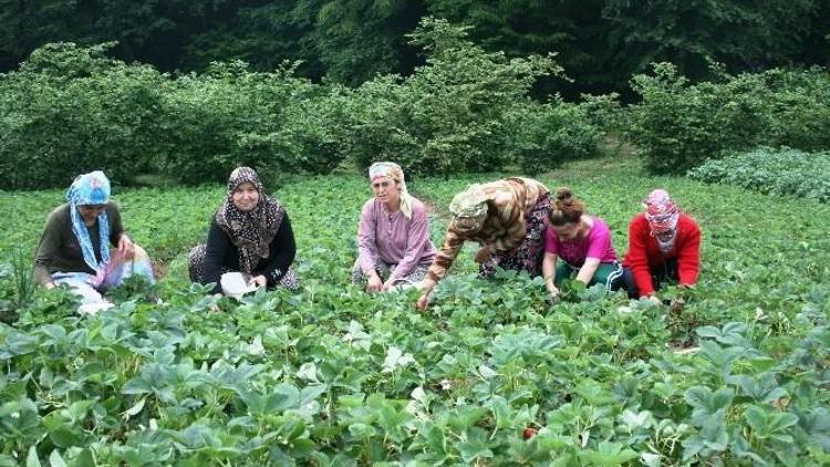 Bartınlı Çiftçiye 2016 Yılında 16 Milyon TL Destekleme