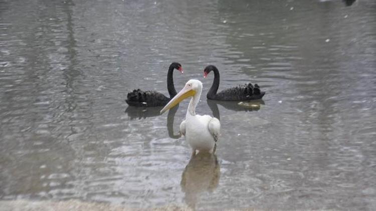 Yiyecek Bulamayan Pelikan Kuğulu Park’a Bırakıldı