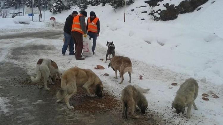 Yaylada Karda Aç Kalan Hayvanlar Unutulmadı