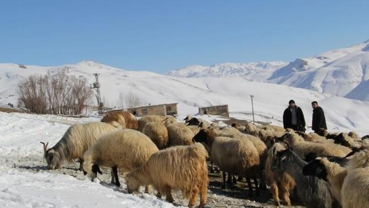 Başkale’de 3 Ayaklı Doğan Kuzu Görenleri Şaşırttı