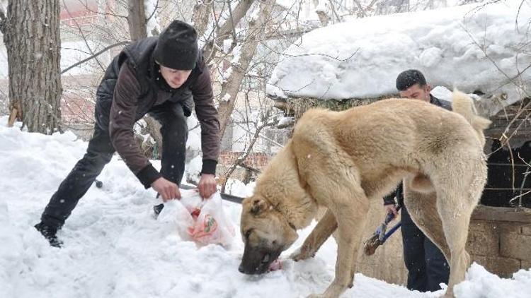 Muş’ta Çoban Köpeğini Kurtarma Operasyonu