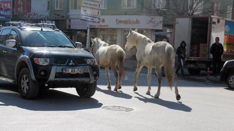 Başıboş Atlar Görenleri Şaşırttı