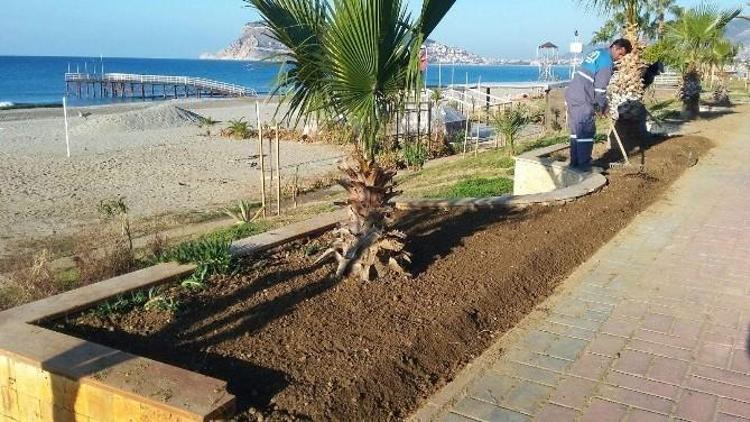 Alanya’da Yeşil Alanlara Kışlık Bakım