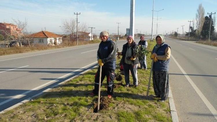 Orta Refüjler Gül Bahçesine Dönecek