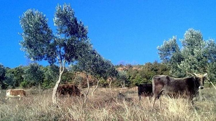 Köylüye Hizmet Vermeyen Çiftçi Malları Koruma, Gece Tahsilatlarına Başladı