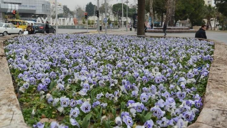 Antalya Caddelerine 4 Milyon Çiçek
