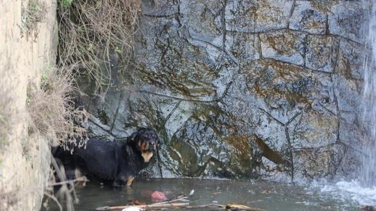 Derede Mahsur Kalan Köpek Kurtarıldı