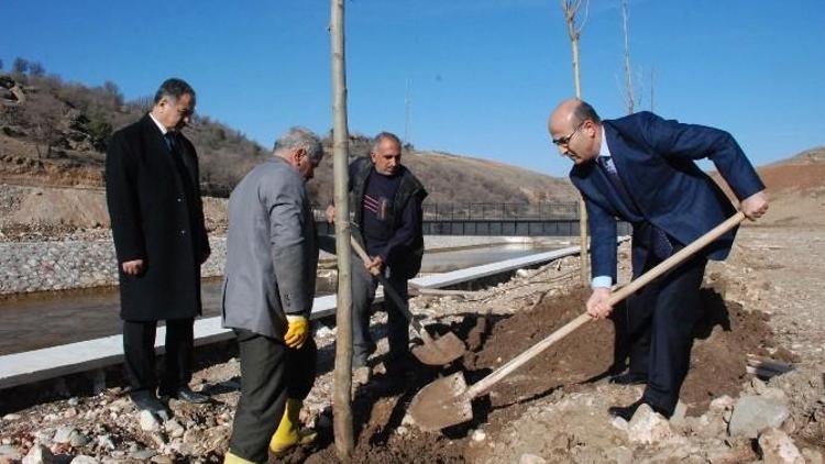 Beşpınar Farklı Ağaç Türleriyle Yeşillendiriliyor