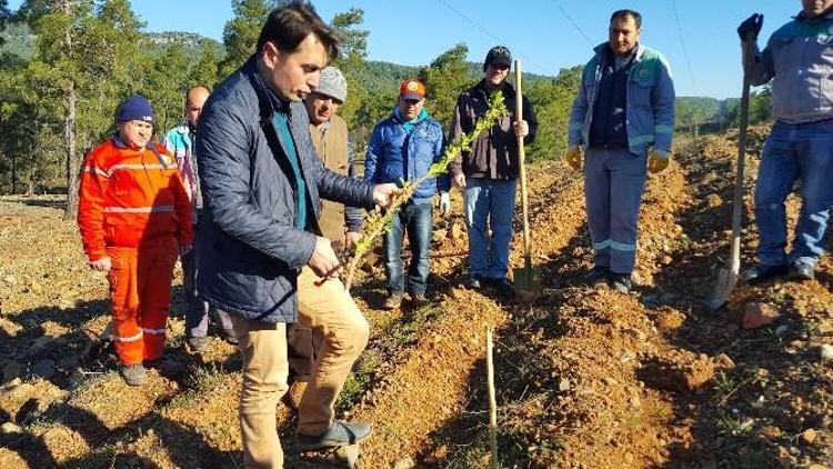 Marmaris’te Sakız Ormanı Kuruldu