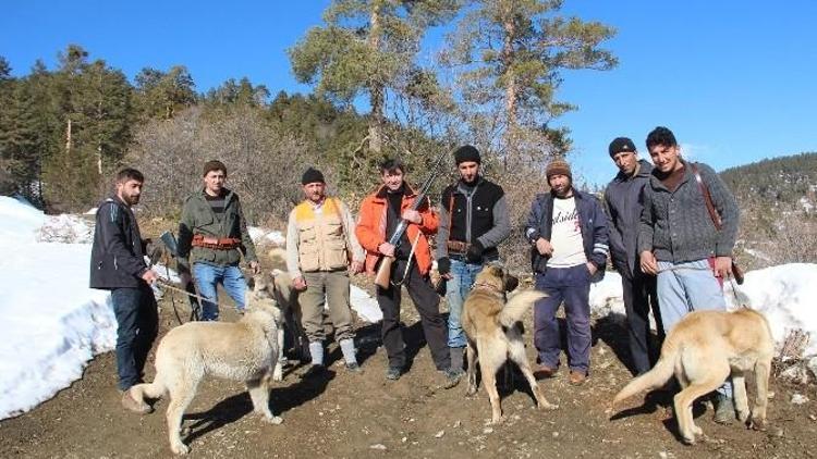 Domuz Sürüleri Köylülerin Kabusu Oluyor