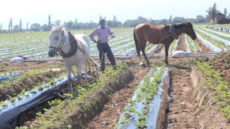 Efeler Ziraat Odasından Çiftçilere Uyarı