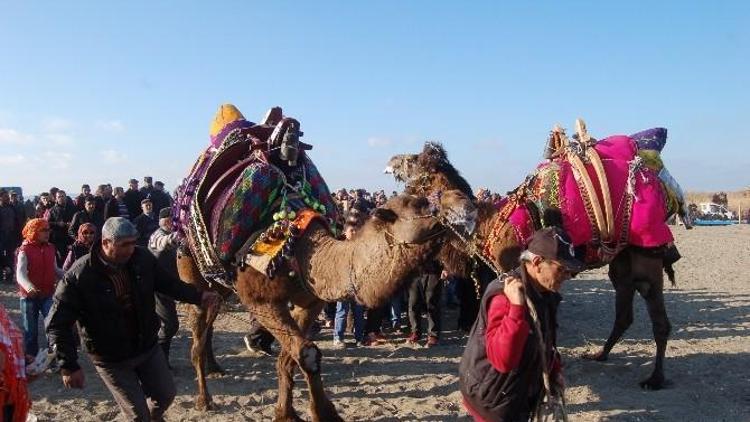 73 Yaşındaki Seniha Nine Deve Güreşlerinde İlgi Odağı Oldu