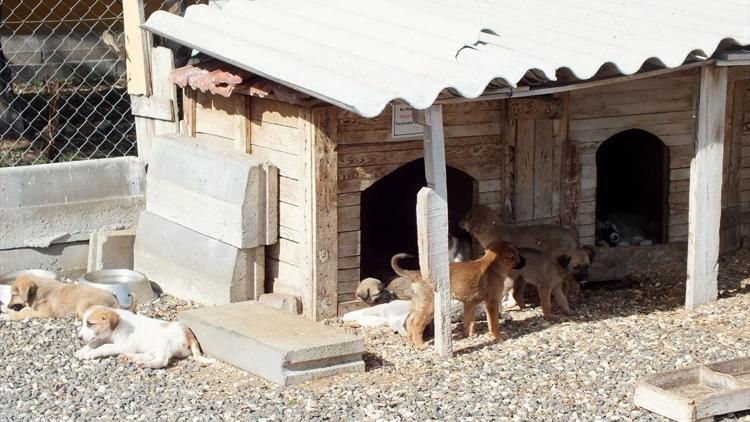 Sokak ve barınaklar Cins Köpeklerle dolu