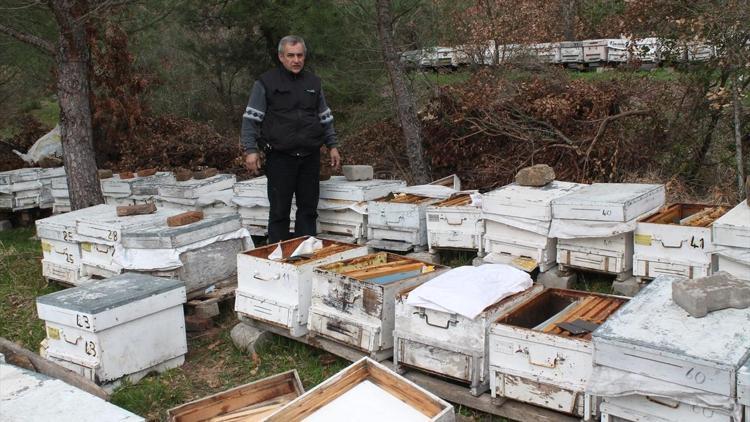 Kepsutta arı kovanlarına zarar verildiği iddiası