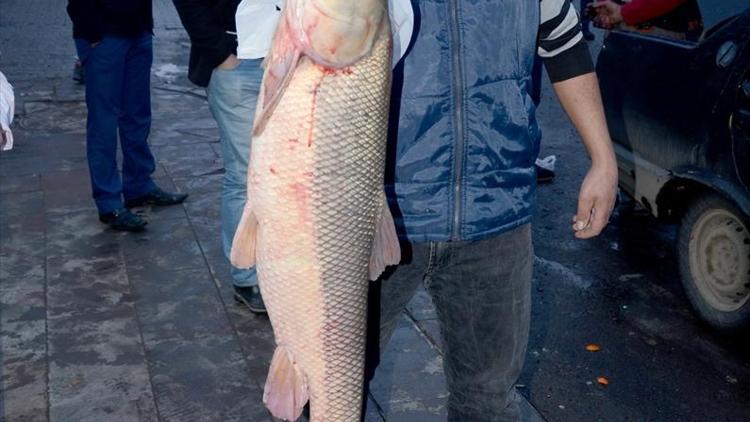 Aras Nehrinde sezonun ilk balık avı