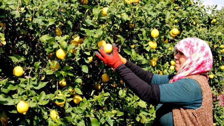 Limonun fiyatı üreticiyi sevindirdi