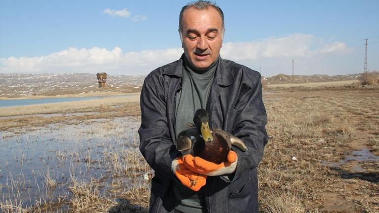 Yeşil başlı ördeklerle kaçak avcılık