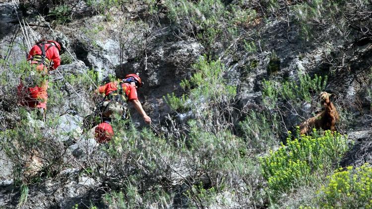 AKUTtan keçi kurtarma operasyonu