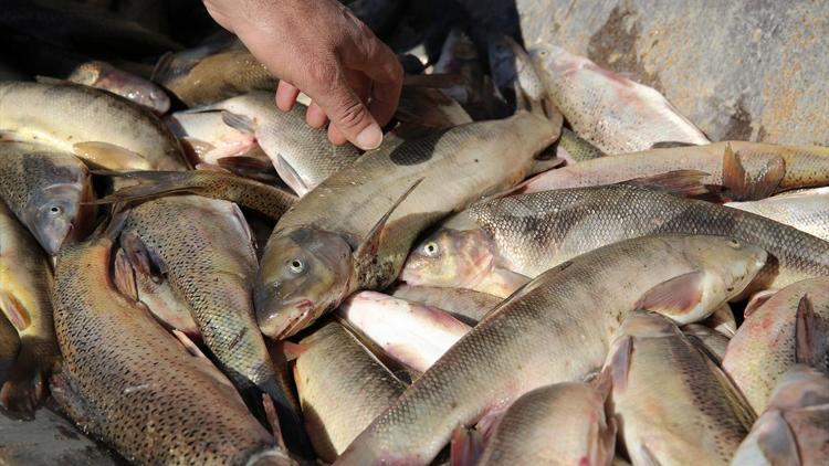 Erzincanda kaçak balık avı operasyonu