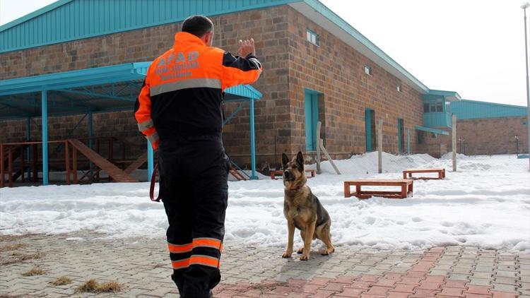 Kahraman köpek Naz hayat kurtarmaya devam ediyor