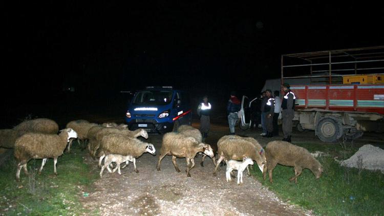 Bursa merkezli hayvan hırsızlığı operasyonu