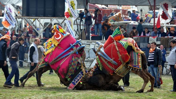 Yatağan 16. Geleneksel Deve Güreşi Festivali