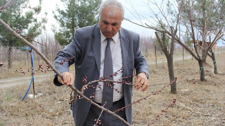 Yalancı bahara aldanan ağaçlarda don endişesi