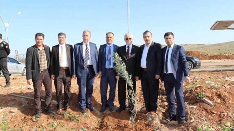 Artuklu Üniversitesi kampüsünde zeytin ağacı dikimi