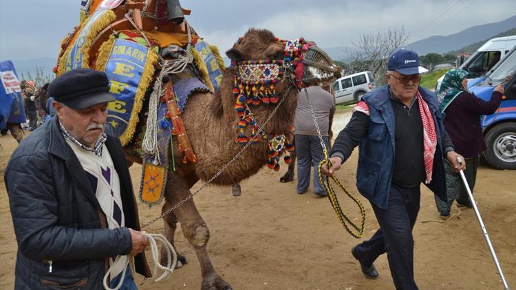 Ödemişte deve güreşi düzenlendi