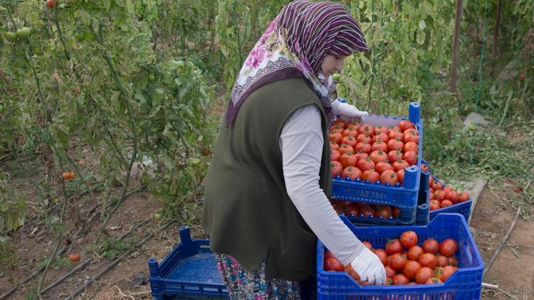 Domates üreticilerinin düşük fiyat sıkıntısı devam ediyor