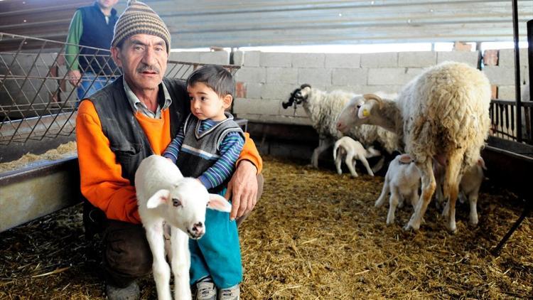 Bir batında 5 yavrusu oldu