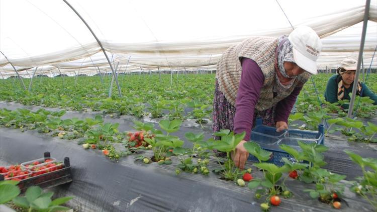 Söke Ziraat Odası Başkanı Kocabaş: