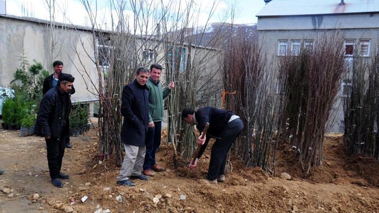 Hizanda fidan satışları başladı