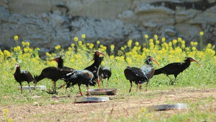 Kelaynakların göçü de Suriyedeki savaşa takıldı