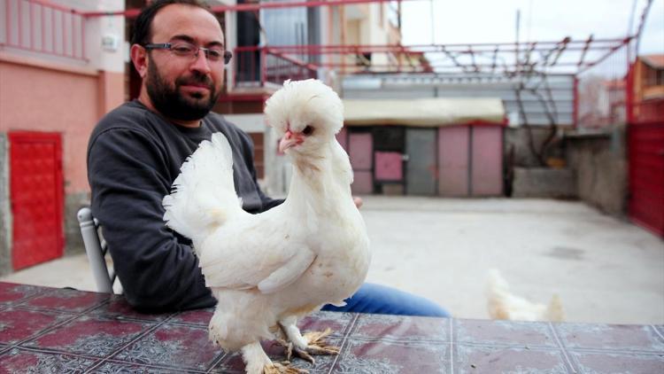 İnşaat işçisinin süs tavuğu merakı