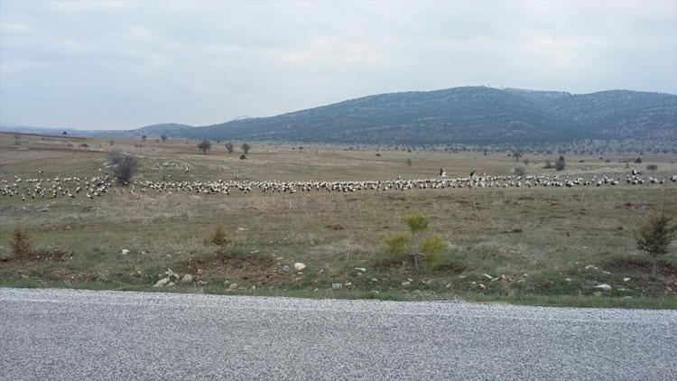 Seydişehire yılın ilk leylek sürüsü geldi