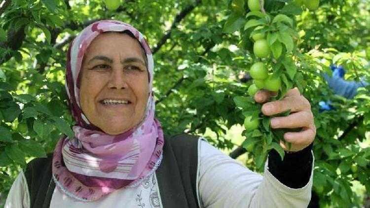 Kilosu 100 lira olan can eriği taneyle satılıyor (2)