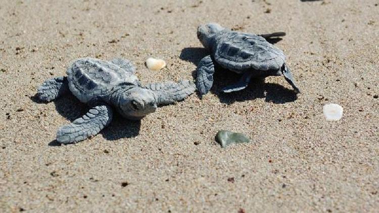 Akyatan Lagünü nesli tükenen deniz canlılarına ev sahipliği yapıyor