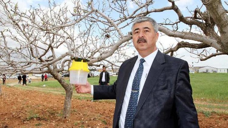 Antepfıstığı’nda güve ile mücadelede yeni yöntem