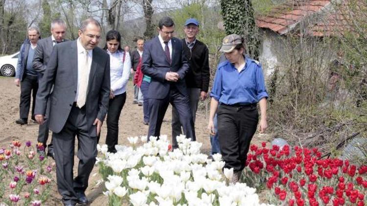 Zonguldak Valisi, lale üreticilerini ziyaret etti