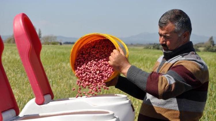 Sezonun ilk yer fıstığı tohumu toprakla buluştu