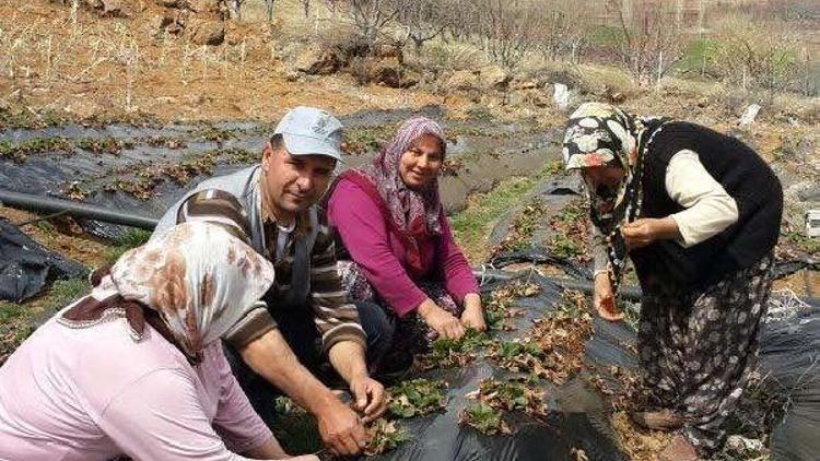 Çilek bahçelerinde bahar temizliği başladı